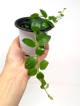 Load image into Gallery viewer, Aeschynanthus Radicans Thai Pink