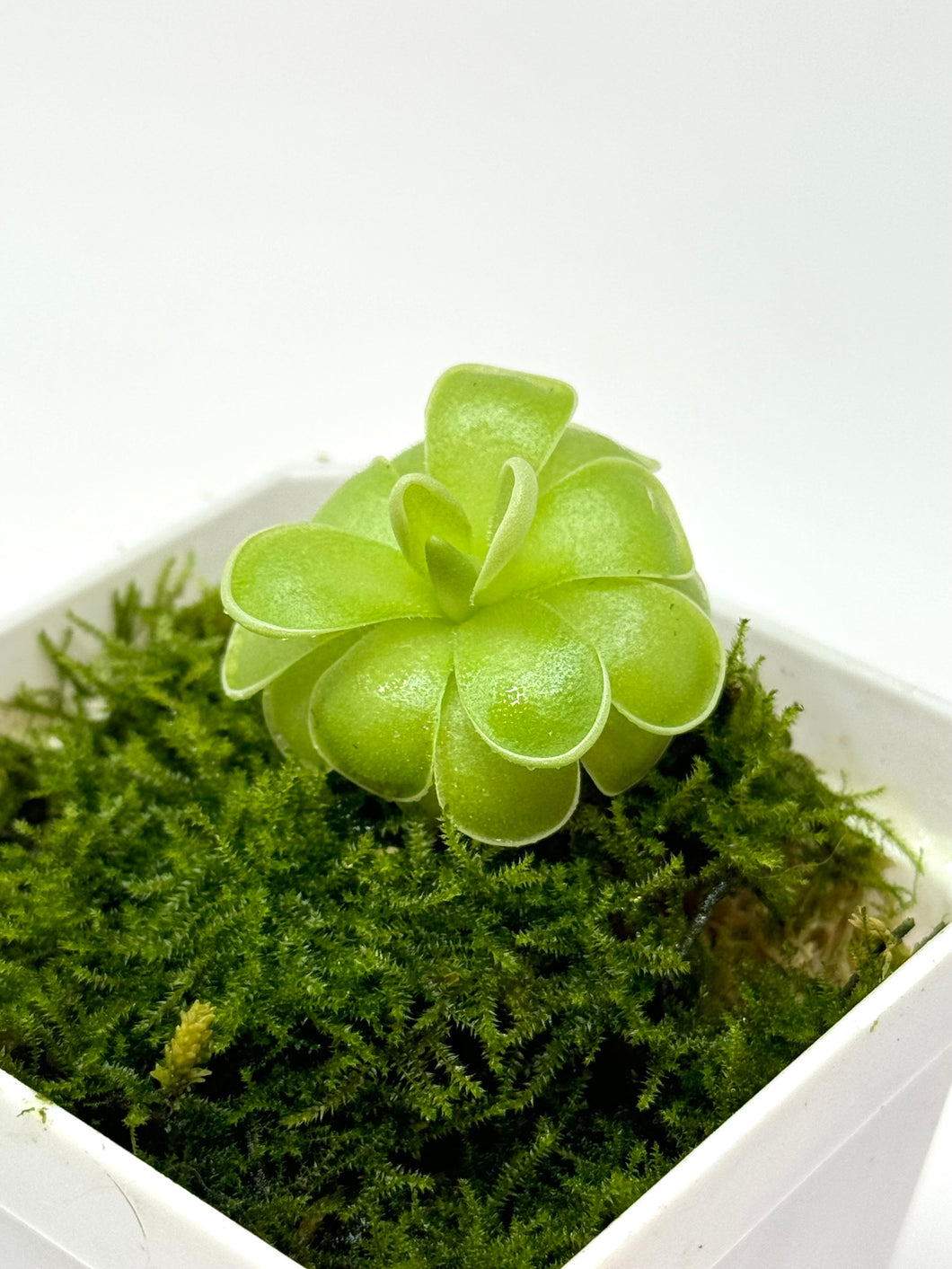 Pinguicula Esseriana ‘Butterwort’