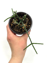 Load image into Gallery viewer, Rhipsalis Pilocarpa (Ships within Canada only)