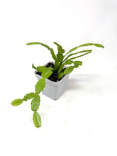 Load image into Gallery viewer, Rhipsalidopsis Gaertneri- Ships within Canada only