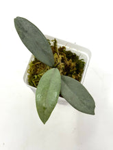 Load image into Gallery viewer, Hoya Wilbur Graves Silver F