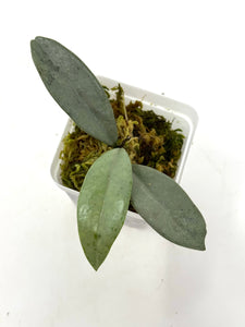 Hoya Wilbur Graves Silver F