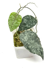 Load image into Gallery viewer, Hoya Caudata Silver Ghost