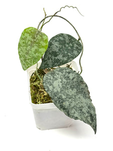 Hoya Caudata Silver Ghost