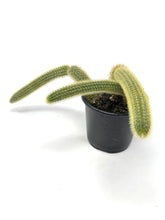 Load image into Gallery viewer, Cleistocactus Winteri “Golden Rat Tail” - Ships within Canada only