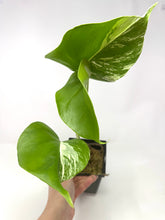 Load image into Gallery viewer, Monstera Deliciosa Albo Variegated A