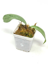 Load image into Gallery viewer, Hoya Pubicalyx Pink Silver Ghost F