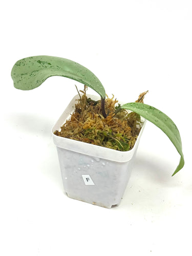 Hoya Pubicalyx Pink Silver Ghost F