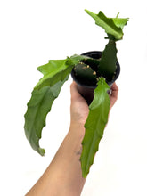 Load image into Gallery viewer, Epiphyllum Oxypetalum “Queen of the Night”