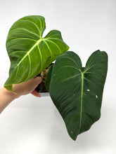 Load image into Gallery viewer, Philodendron Glorious