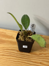 Load image into Gallery viewer, 143. Hoya Cinnamomifolia var. Cinnamomifolia