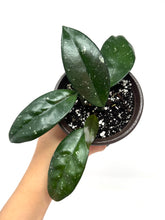 Load image into Gallery viewer, Hoya Carnosa (heirloom)