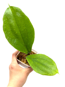 Hoya Lambii