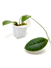Load image into Gallery viewer, Hoya Forbesii Silver