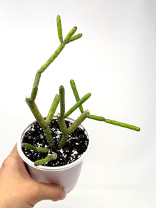 Euphorbia Alluaudii (Ships within Canada only)