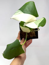 Load image into Gallery viewer, Monstera Deliciosa Albo Variegated G
