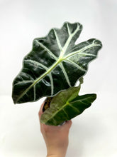 Load image into Gallery viewer, Alocasia Amazonica Variegated A