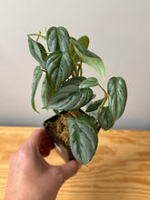 Load image into Gallery viewer, 112. Philodendron Sodiroi Ornatum