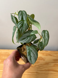 112. Philodendron Sodiroi Ornatum