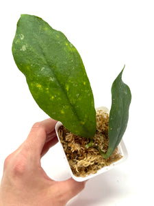 Hoya Mitrata