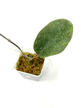 Load image into Gallery viewer, Hoya Glabra Silver C