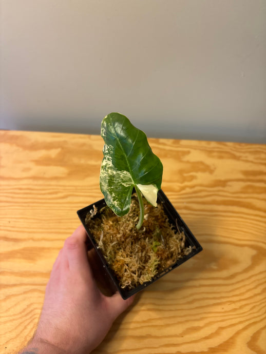194. Alocasia Okinawa Silver