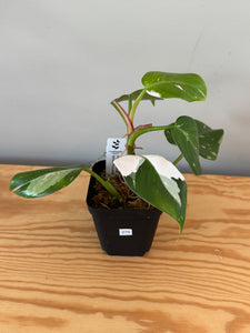 270. Philodendron White Princess