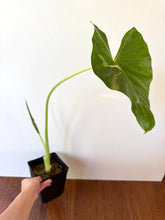 Load image into Gallery viewer, Alocasia Maccrorhiza Variegated C