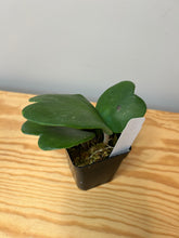 Load image into Gallery viewer, 92. Hoya Kerrii Variegated (inner)