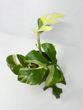 Load image into Gallery viewer, Rhaphidophora Tetrasperma Variegated