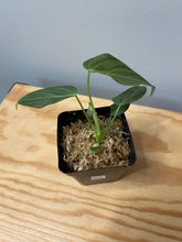 Load image into Gallery viewer, 205. Philodendron Glorious