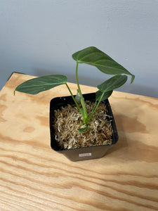 205. Philodendron Glorious