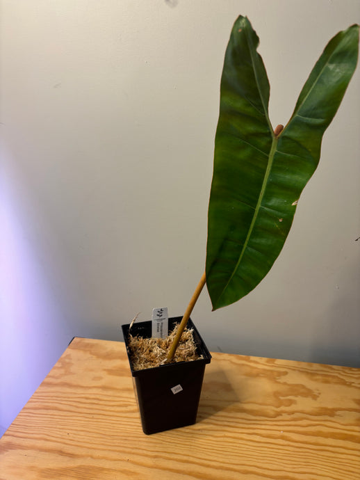 202. Philodendron Billietiae