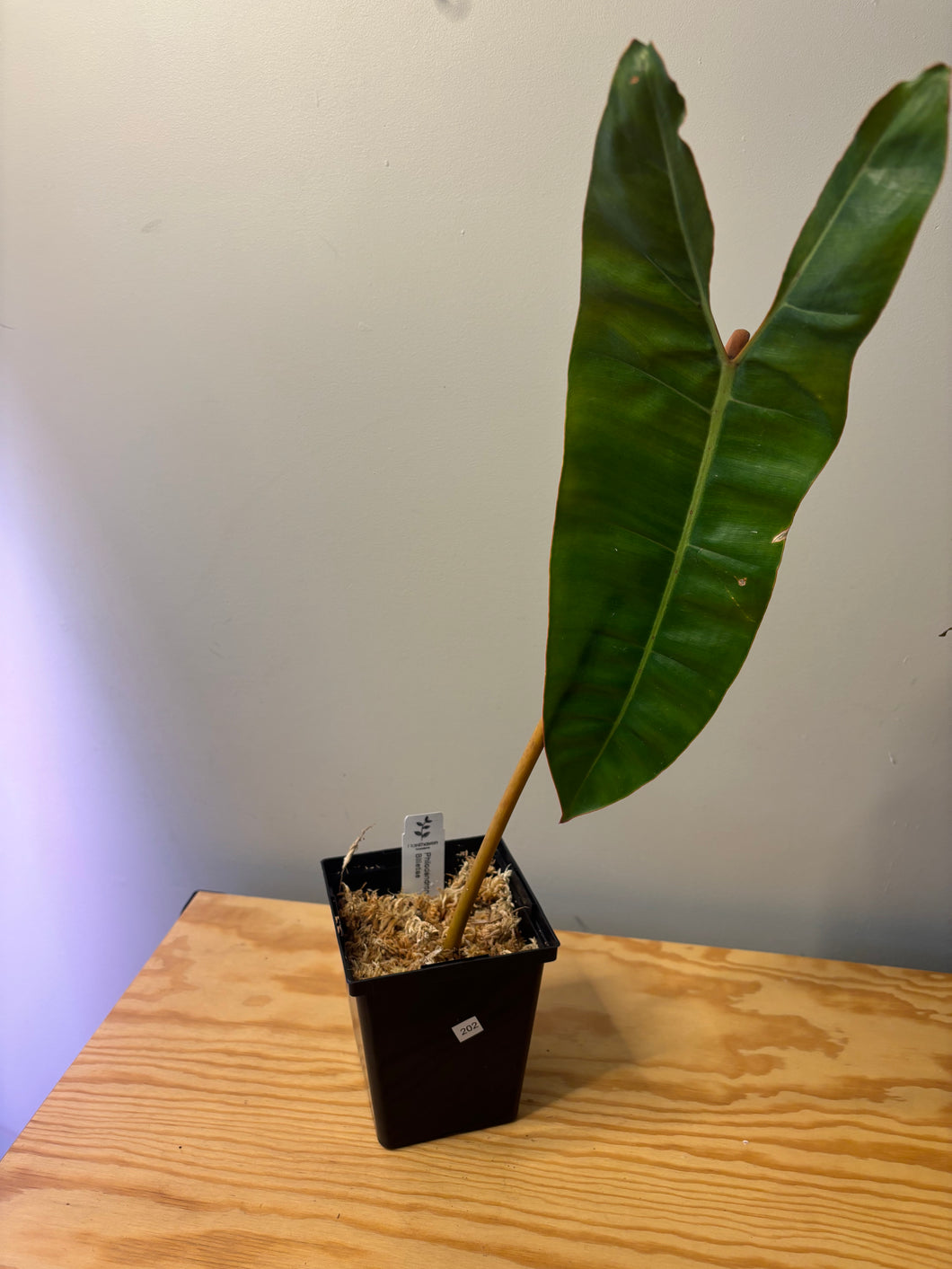 202. Philodendron Billietiae