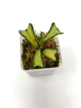Load image into Gallery viewer, Hoya Manipurensis Variegated D