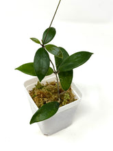 Load image into Gallery viewer, Hoya Vangviengiensis