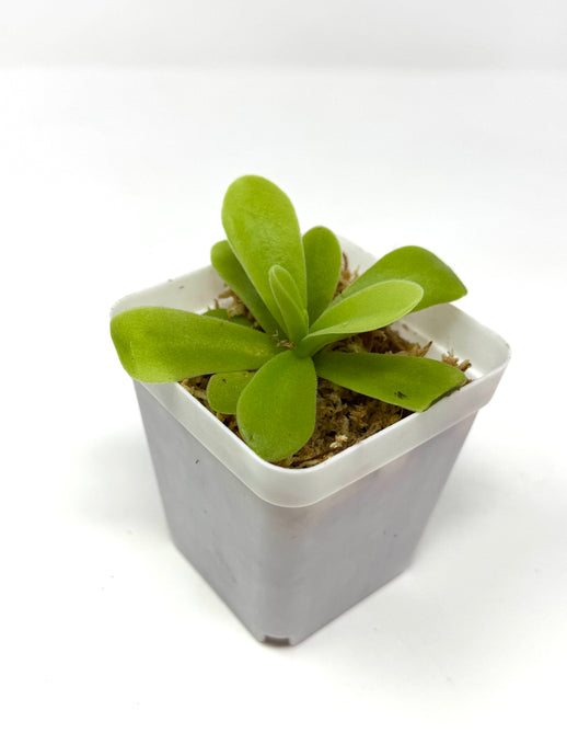 Pinguicula Gigantea ‘Giant Butterwort’