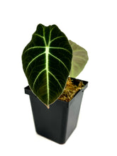 Load image into Gallery viewer, Alocasia Black Velvet Variegated C