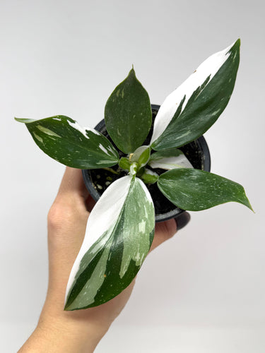 Philodendron White Wizard (high variegation)