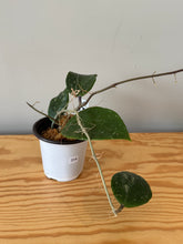Load image into Gallery viewer, 314. Hoya Sweet Scent Splash