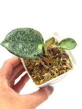 Load image into Gallery viewer, Hoya Carnosa Argentea Princess E