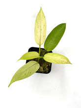 Load image into Gallery viewer, Philodendron Whipple Way C