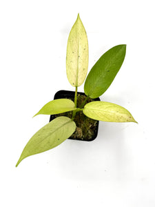 Philodendron Whipple Way C