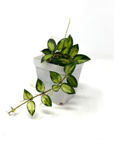 Load image into Gallery viewer, Hoya Lacunosa Tricolor ‘Bruno’