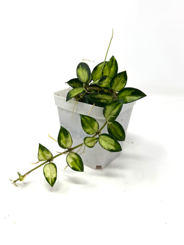 Hoya Lacunosa Tricolor ‘Bruno’