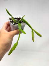 Load image into Gallery viewer, Rhipsalis Micrantha- Ships within Canada Only
