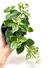 Load image into Gallery viewer, Aeschynanthus Radicans Variegated