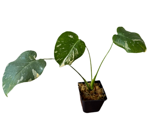 Monstera ‘Thai Constellation’ 6