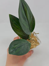 Load image into Gallery viewer, Scindapsus Treubii Dark Form