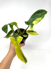 Load image into Gallery viewer, Philodendron Florida Beauty